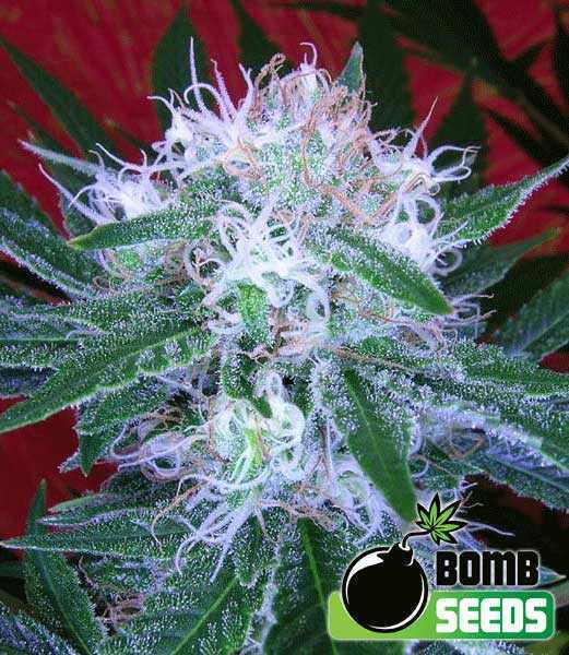 Auto Bomb Cannabis Seeds