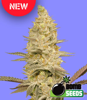 Glookie Bomb New Strain