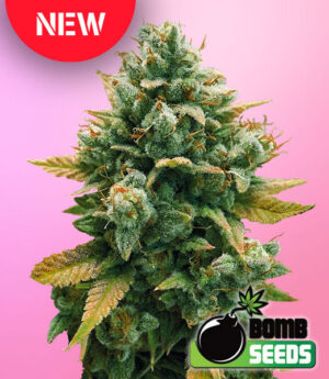 Godfather Bomb New Strain