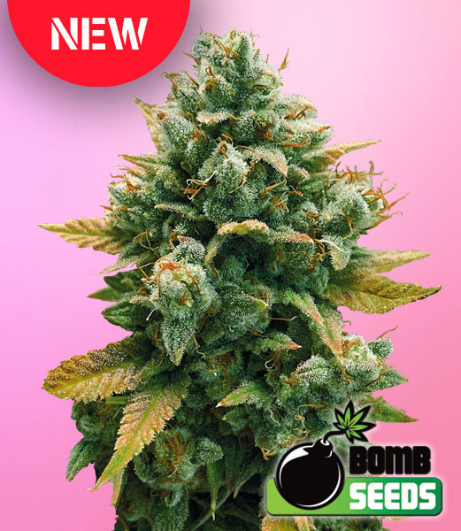 Godfather Bomb New Strain