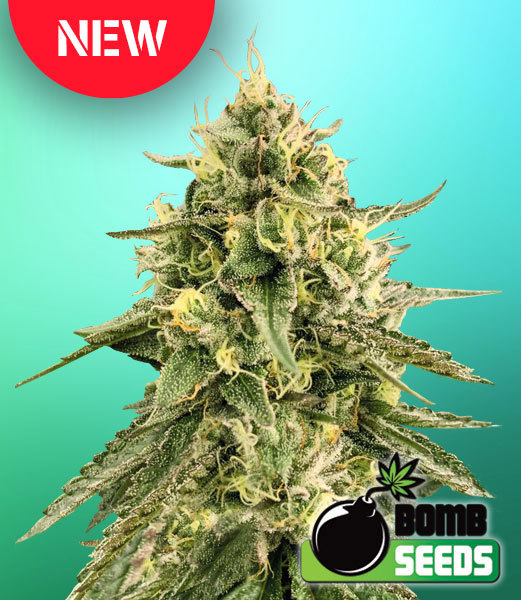 Monkey Bomb New Strain