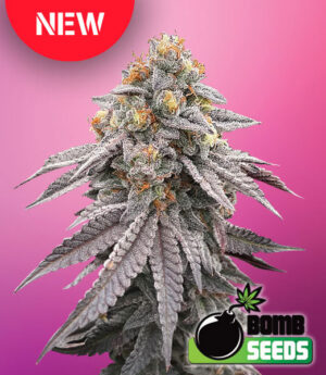 Runtz Bomb New Strain